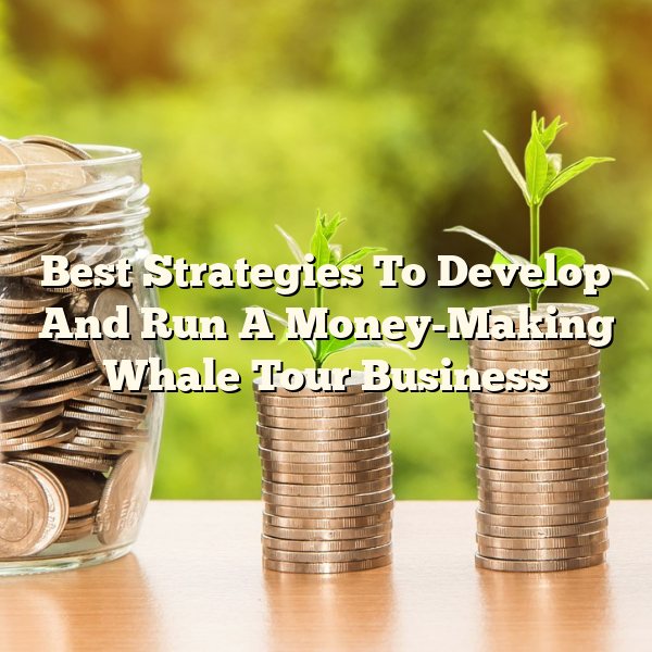 Best Strategies To Develop And Run A Money-Making Whale Tour Business