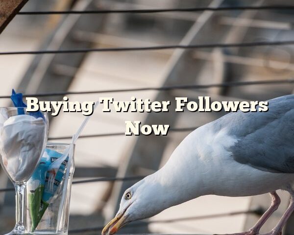 Buying Twitter Followers Now