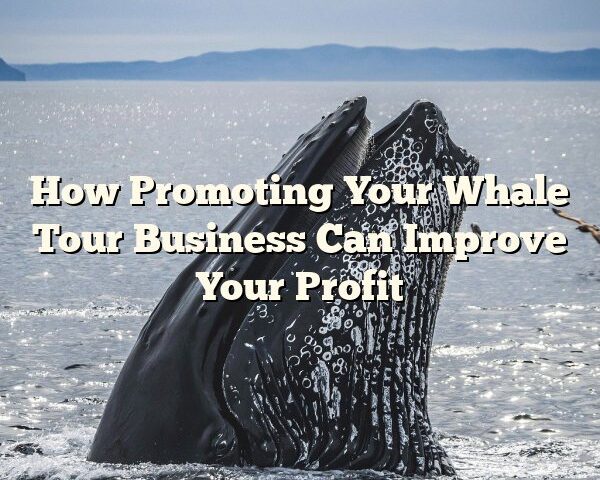 How Promoting Your Whale Tour Business Can Improve Your Profit