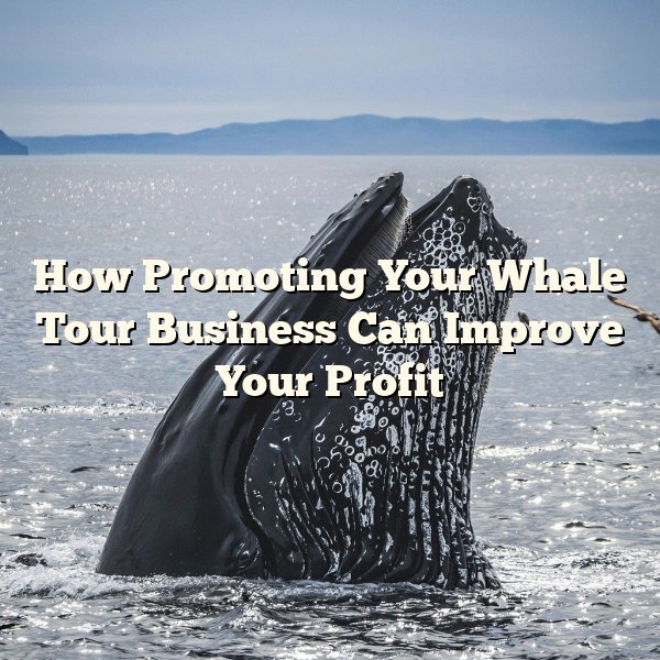 How Promoting Your Whale Tour Business Can Improve Your Profit