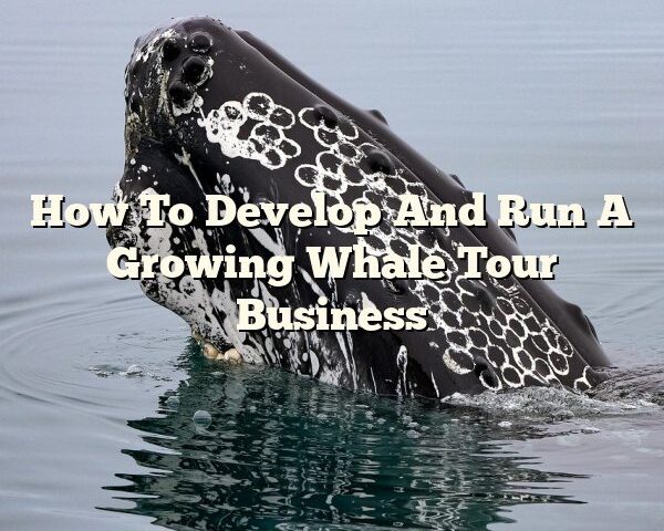 How To Develop And Run A Growing Whale Tour Business