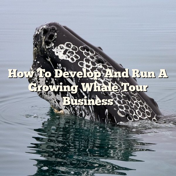 How To Develop And Run A Growing Whale Tour Business