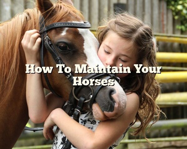 How To Maintain Your Horses