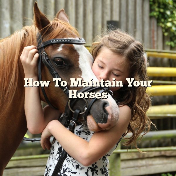 How To Maintain Your Horses