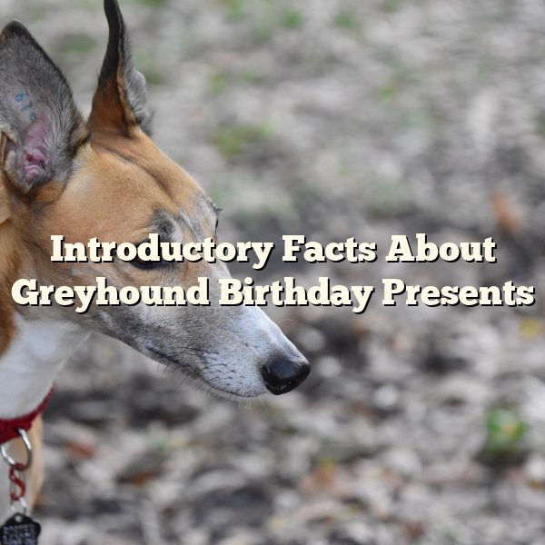 Introductory Facts About Greyhound Birthday Presents