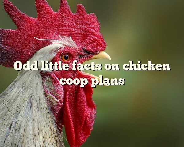 Odd little facts on	chicken coop plans