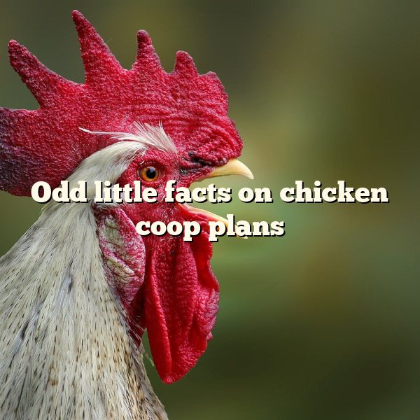 Odd little facts on	chicken coop plans