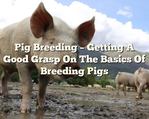 Pig Breeding – Getting A Good Grasp On The Basics Of Breeding Pigs