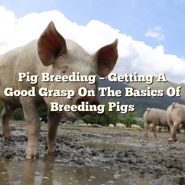 Pig Breeding – Getting A Good Grasp On The Basics Of Breeding Pigs