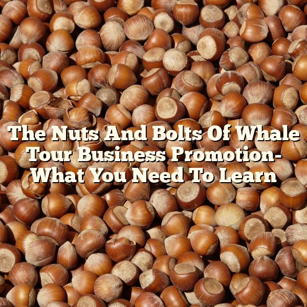 The Nuts And Bolts Of Whale Tour Business Promotion- What You Need To Learn