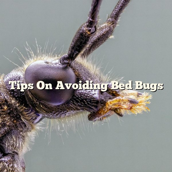 Tips On Avoiding Bed Bugs