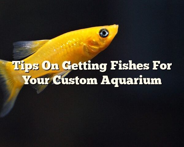 Tips On Getting Fishes For Your Custom Aquarium