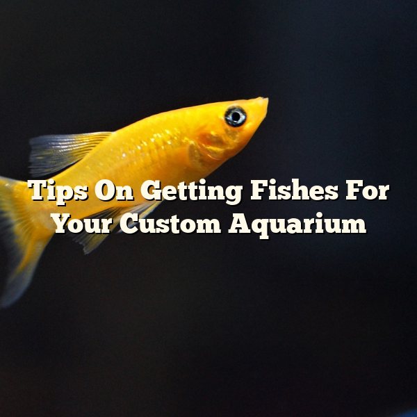 Tips On Getting Fishes For Your Custom Aquarium