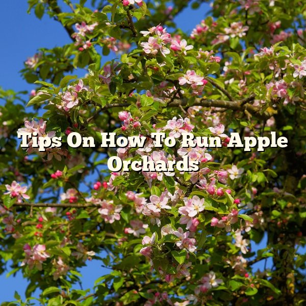 Tips On How To Run Apple Orchards