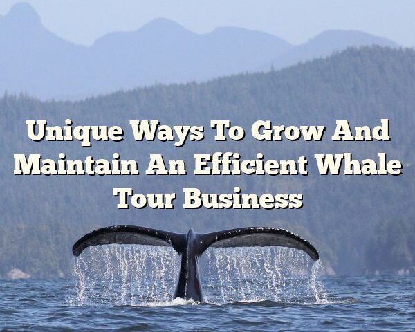 Unique Ways To Grow And Maintain An Efficient Whale Tour Business