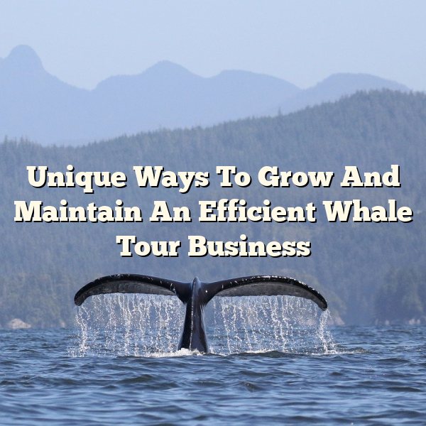 Unique Ways To Grow And Maintain An Efficient Whale Tour Business