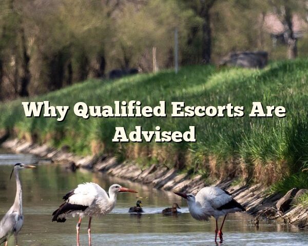 Why Qualified Escorts Are Advised