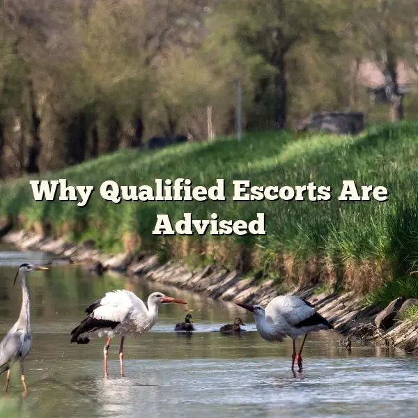 Why Qualified Escorts Are Advised