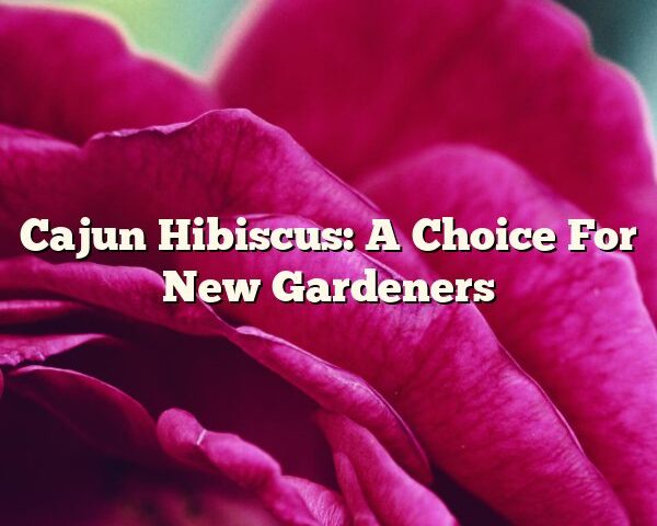 Cajun Hibiscus: A Choice For New Gardeners