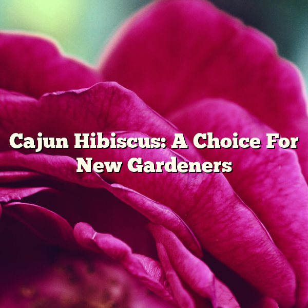 Cajun Hibiscus: A Choice For New Gardeners