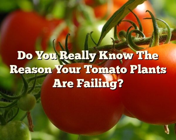 Do You Really Know The Reason Your Tomato Plants Are Failing?