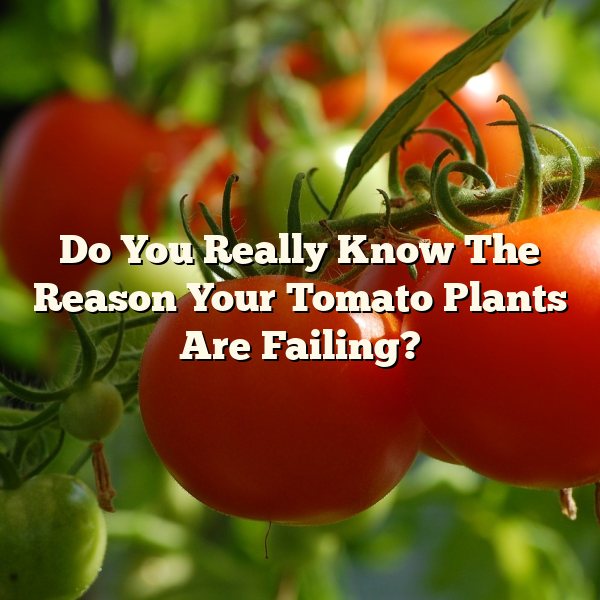 Do You Really Know The Reason Your Tomato Plants Are Failing?