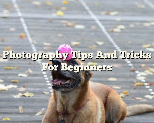 Photography Tips And Tricks For Beginners