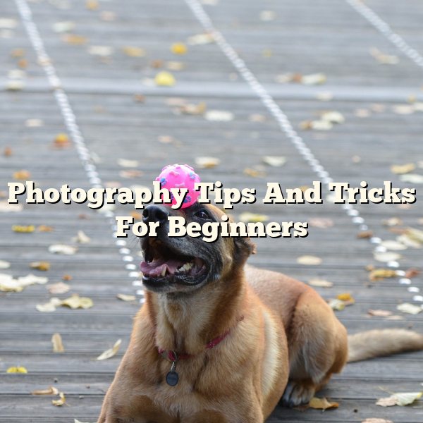 Photography Tips And Tricks For Beginners