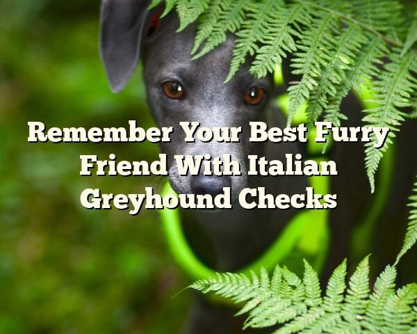 Remember Your Best Furry Friend With Italian Greyhound Checks