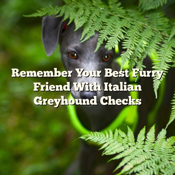 Remember Your Best Furry Friend With Italian Greyhound Checks