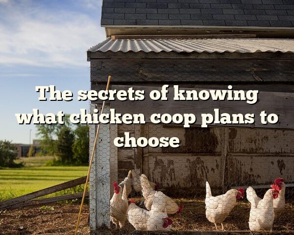 The secrets of knowing what	chicken coop plans	to choose