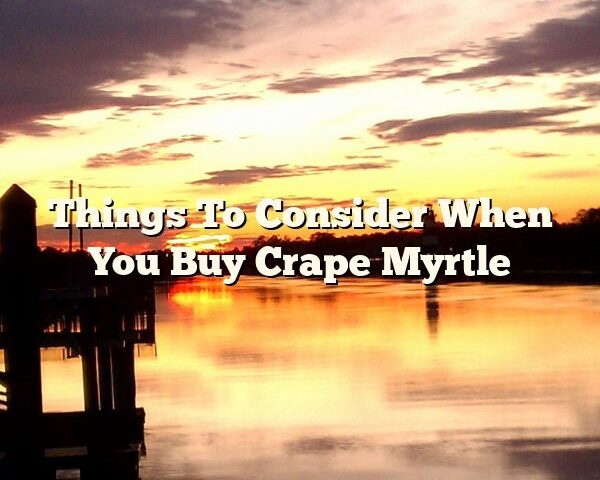 Things To Consider When You Buy Crape Myrtle