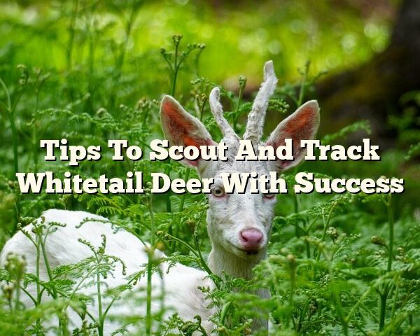 Tips To Scout And Track Whitetail Deer With Success