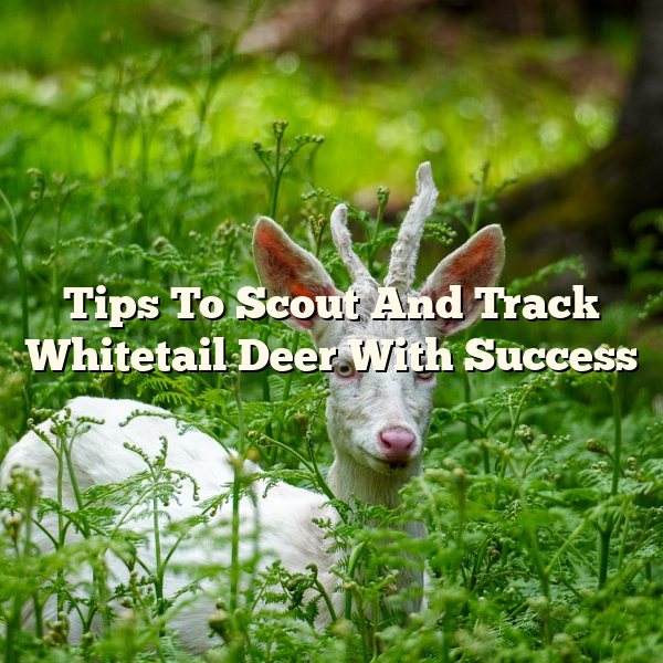 Tips To Scout And Track Whitetail Deer With Success