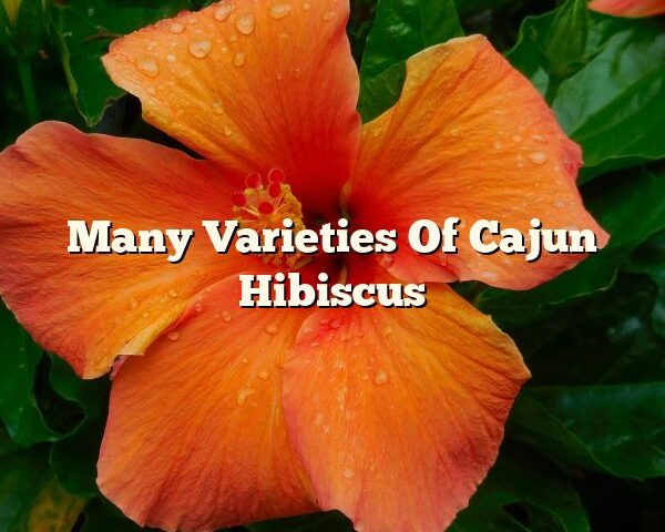 Many Varieties Of Cajun Hibiscus