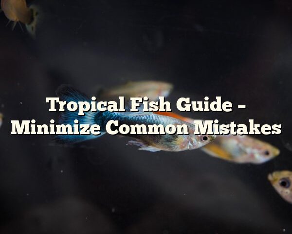 Tropical Fish Guide – Minimize Common Mistakes